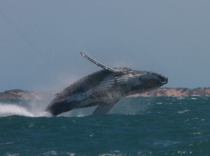 Whale-Breach-Image-courtesy-of-Lawrence-Hillary-Loza1976-Redbubble-images.jpg