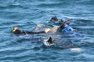 Shark activists swimming with a juvenile tiger shark brutalised by the catching methods of the government.